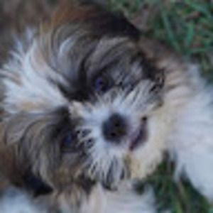 Meet your Posher, Jeanie